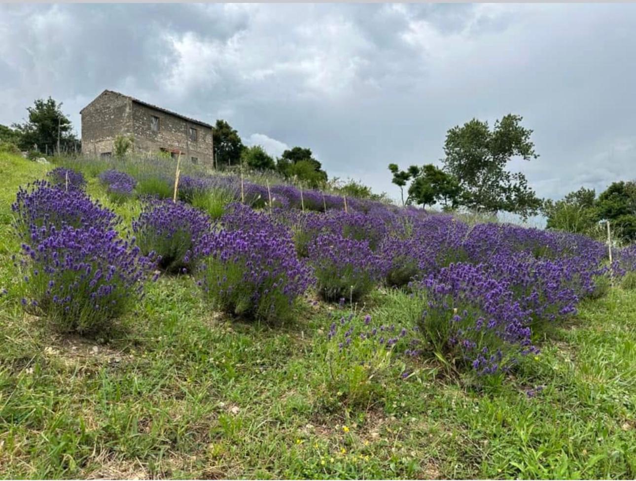 Mariella Vernile Civitella Roveto Luaran gambar